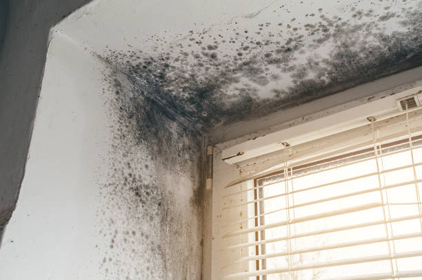 Affordable Mold Cleanup solutions in Callao, VA