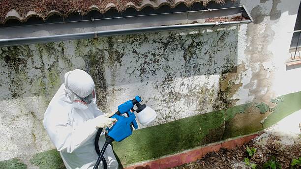 Top rated local Mold Cleanup specialists in Callao, VA